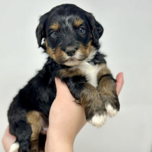 Bernedoodle puppy at Fox Creek Farm