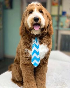 Bernedoodle adult dog wearing a blue and white tie