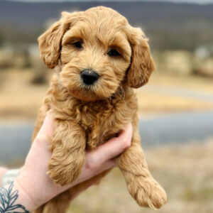 Goldendoodle puppy at Fox Creek Farm