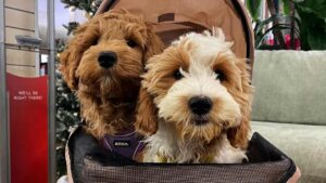 Two Goldendoodles sitting in a stroller