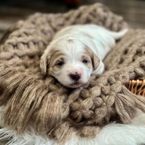 White and brown oldendoodle puppy laying inside a wooden basket