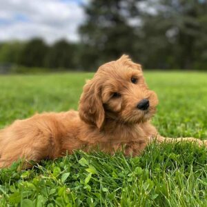 Goldendoodle puppy laying in the grass