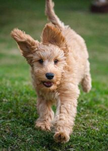 Beige Goldendoodle puppy running in the grass