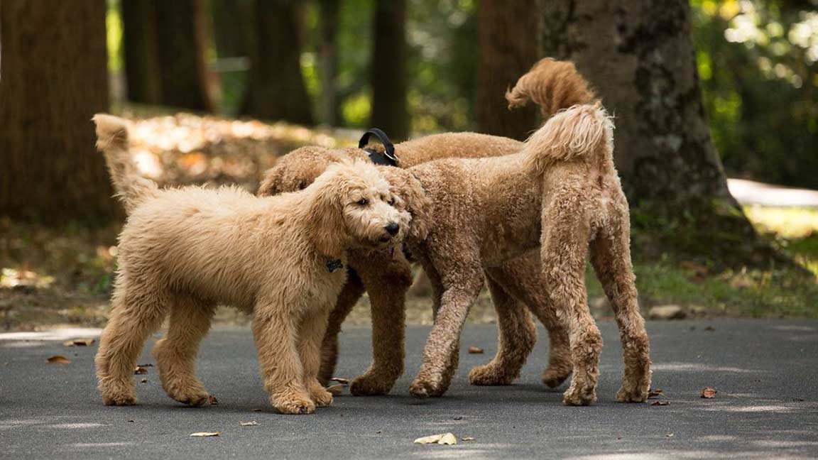 Three beige Goldendoodles smelling each other