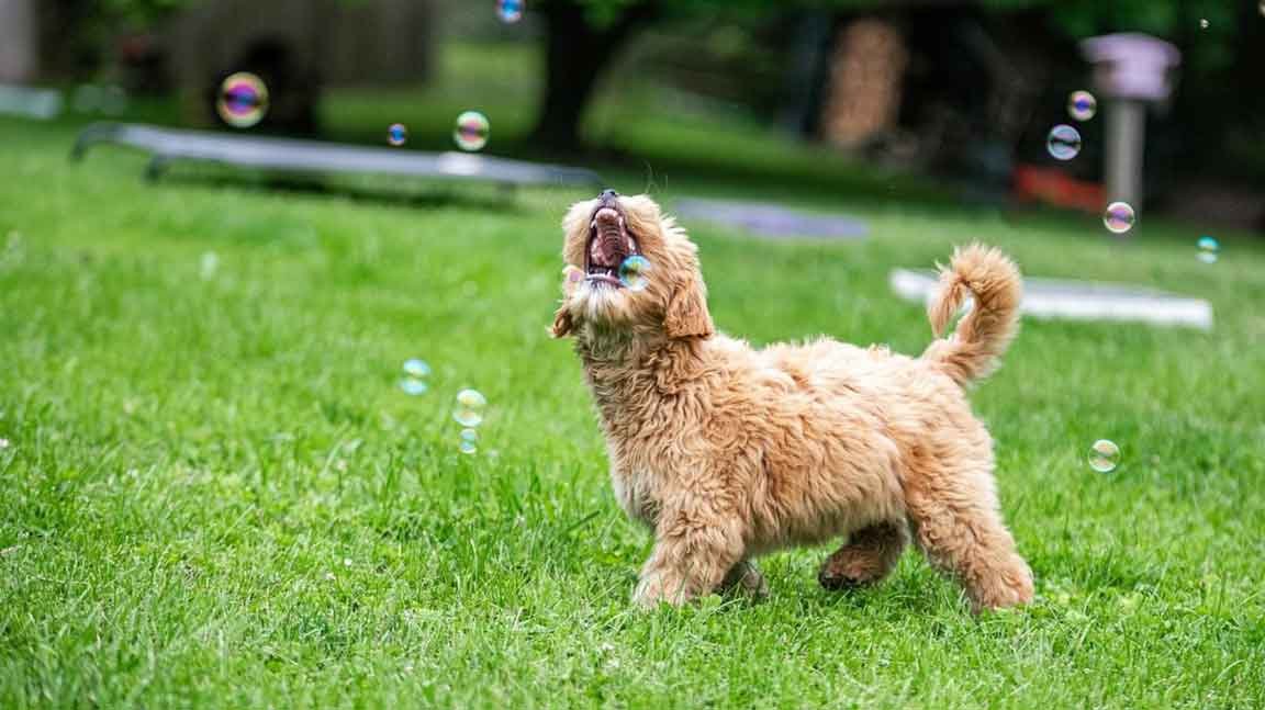 apricot goldendoodle