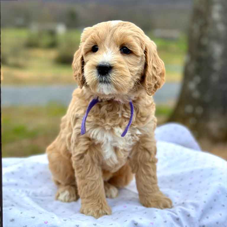 apricot goldendoodle puppy