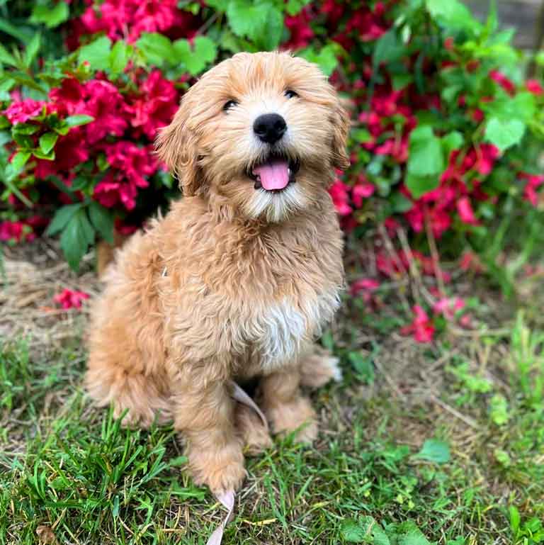 apricot goldendoodle garden