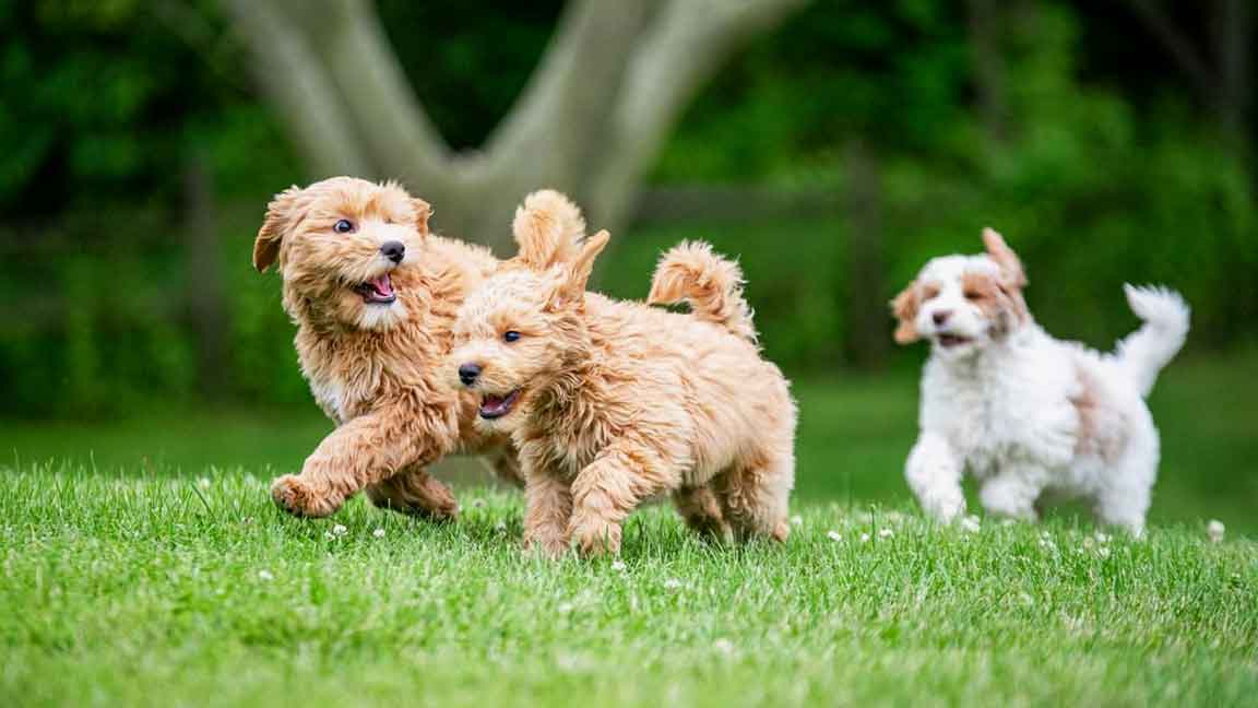 Apricot Goldendoodles running in grass