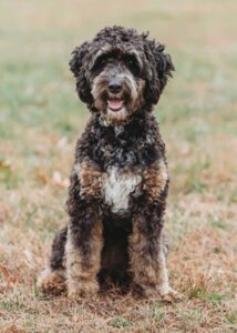 Adult Bernedoodle sitting outside