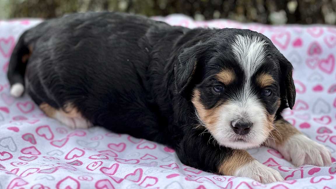 Bernedoodle puppy laying down on a blanket