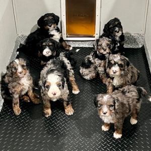 Eight Bernedoodle puppies available at Fox Creek Farm