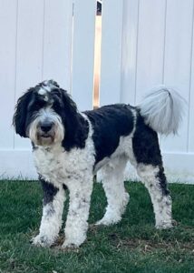 Big black and white dog at Fox Creek Farm