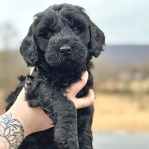 Black puppy at Fox Creek Farm