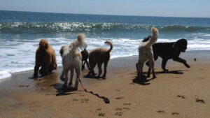 Goldendoodles running on the beach