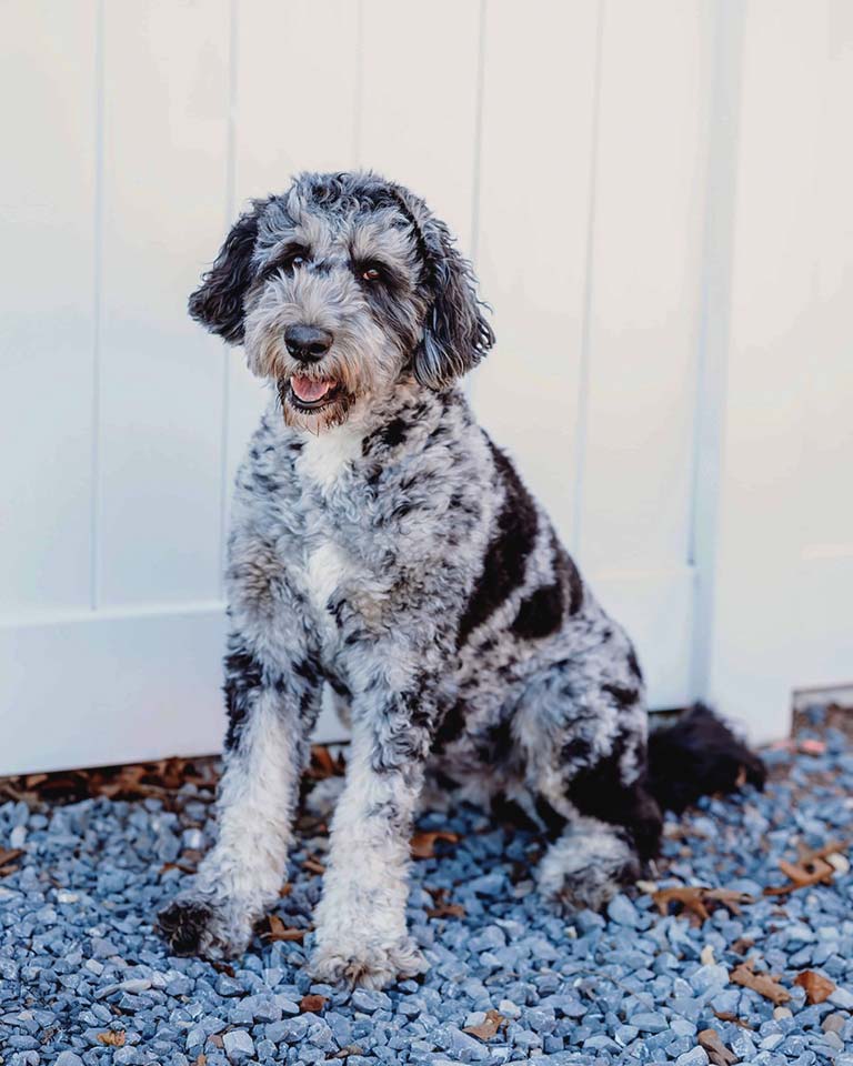 Merle doodle adult dog standing