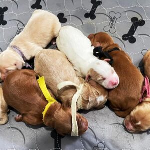 Doodle puppies sleeping together in a pile