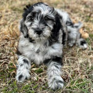 Merle Doodle lying on the grass outside