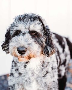 Merle doodle standing at Fox Creek Farm