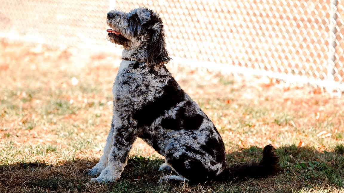 Blue merle goldendoodle price hotsell