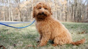 Mini Goldendoodle sitting outside on leash