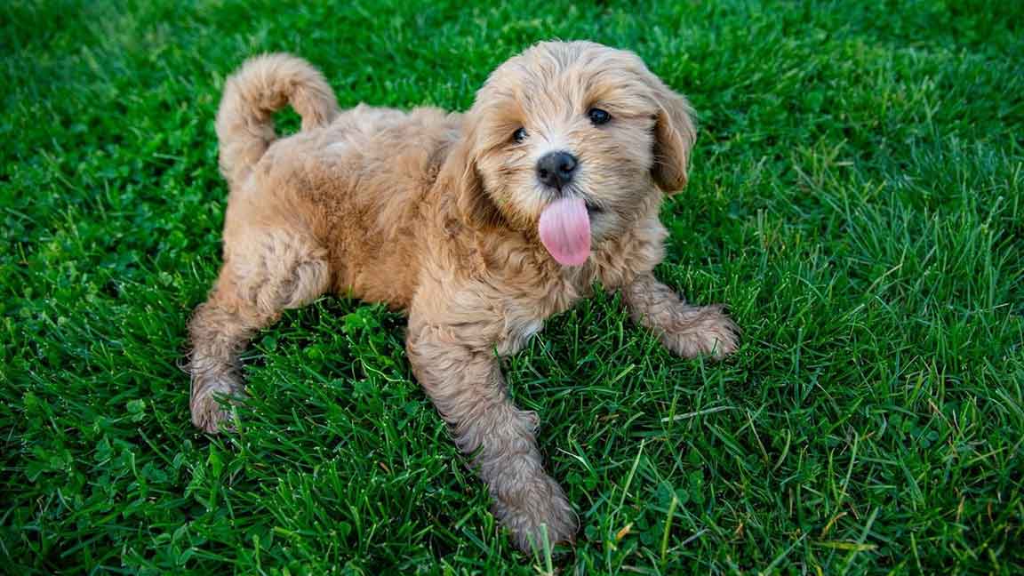 Mini Goldendoodle laying in the grass