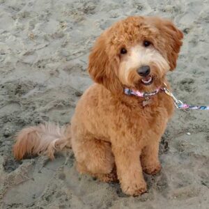 Min Goldendoodle sitting in the sand