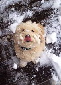 Mini Goldendoodle sitting with snow on his nose and around