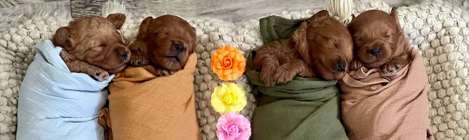 Mini Goldendoodle Puppies For Sale