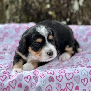 Bernedoodle puppy laying down on a white blanket with hearts