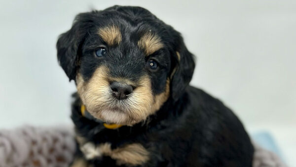 One of Fox Creek Farm's bernedoodles sitting down on a blanket