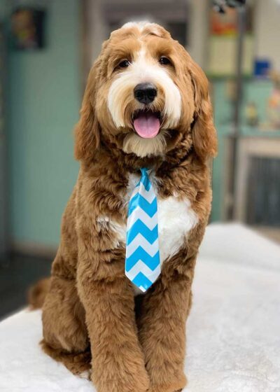 Adult Bernedoodle dog sitting down and wearing a blue and white tie