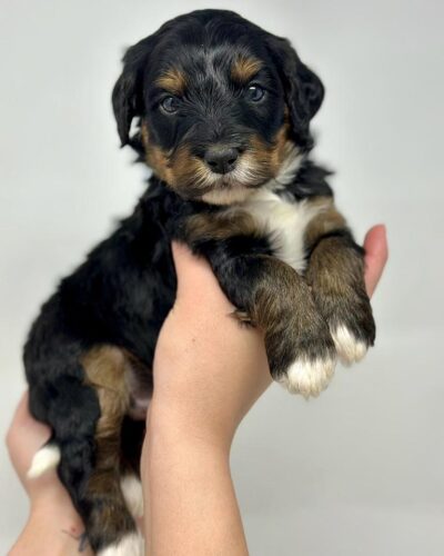 Bernedoodles, one being held in two hands