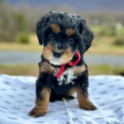 Bernedoodle puppy with a red bow sitting on a white and blue blanket