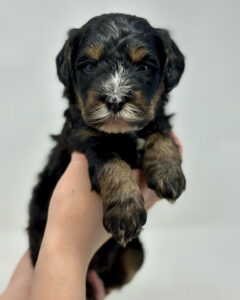 Bernedoodle puppy held in one hand