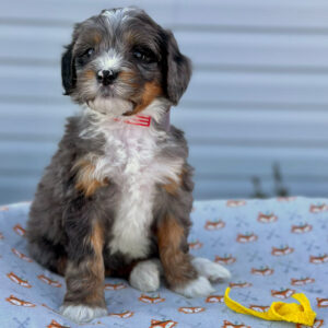 Bernedoodle puppy sitting on a blanket