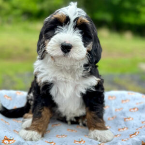 Bernedoodle puppy siting outside on a blanket