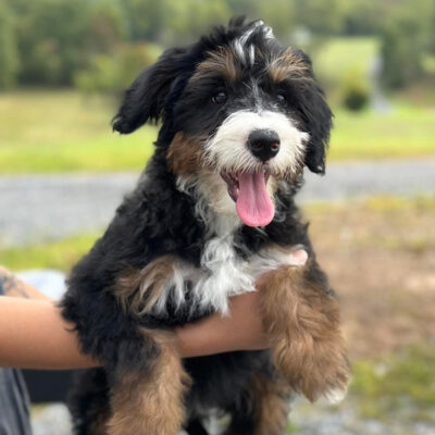 Golden Mountain Doodle dog being held in hands outside