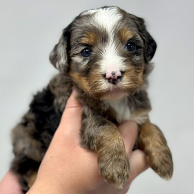 Golden Mountain doodle being held in two hands