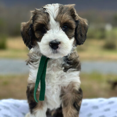 Golden Mountain Doodle with a green bow