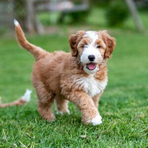 Goldendoodle puppy running outside in the grass