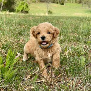 Goldendoodle puppy laying down in the grass