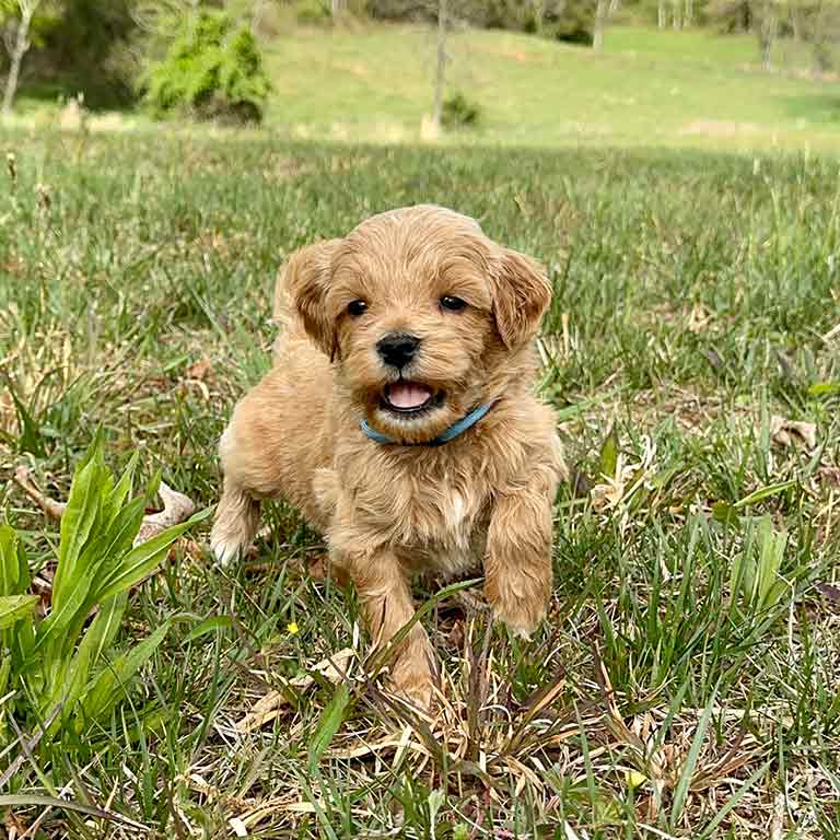 Where Do I Buy Goldendoodle Puppies Near Me?