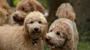 Goldendoodle adult dogs playing outside