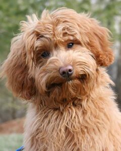 Close up on the face of a Goldendoodle adult dog