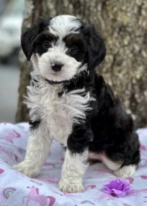 Mini Bernedoodle puppy standing on a blanket outside