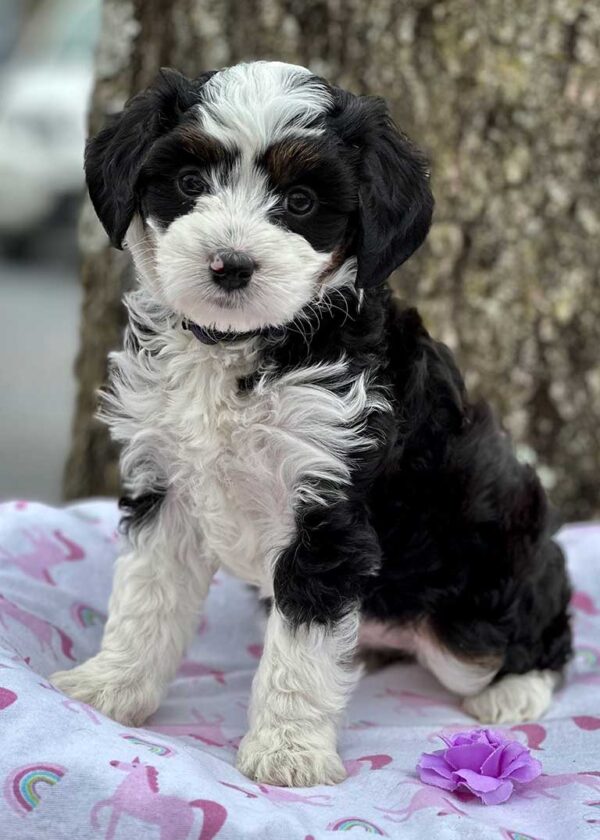 How big do bernedoodles get?Bernedoodle puppy standing on a blanket outside