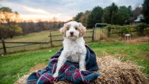 Bernedoodle sitting inside a blanket outside on a farm