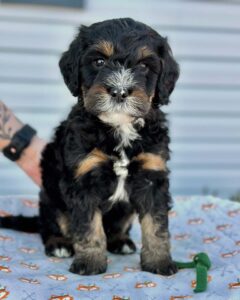 Mini Bernedoodle puppy standing on a blanket