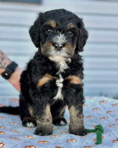 Hypoallergenic Bernedoodle puppy standing on a blanket