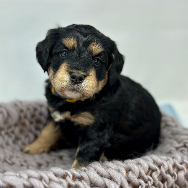 Bernedoodle puppy sitting on a blanket